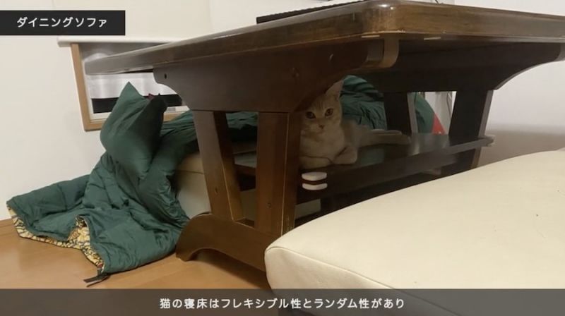 giấc ngủ của mèo giấc ngủ của mèo